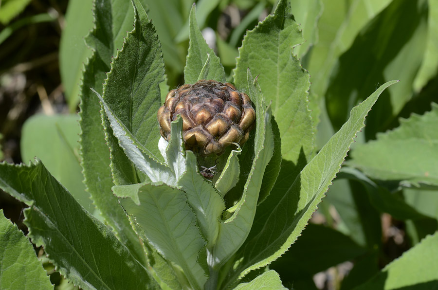 Rhaponticum hemeralpion  / Fiordaliso delle Alpi orientali